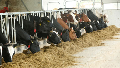 Rood- en zwartebonte koeien vreten gemengd voer aan het voerhek.
Foto gemaakt bij Wientjes VOF, st. Anthonis
Red and black cows eating a mixed ration